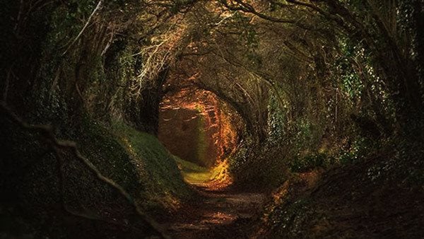Ljus i en tunnel i en mörk skog