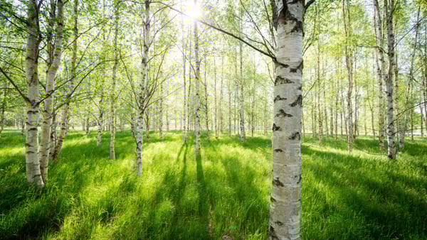 Vårbild med björkar