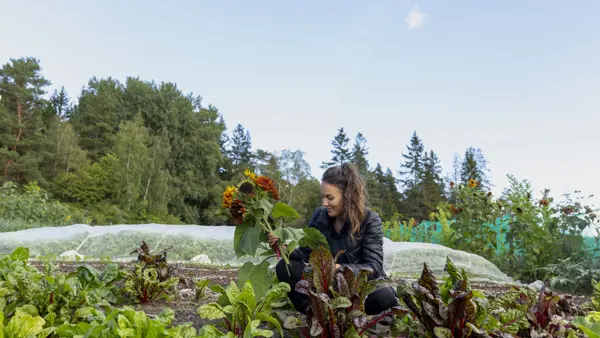 Närbild på äng med gräs. 