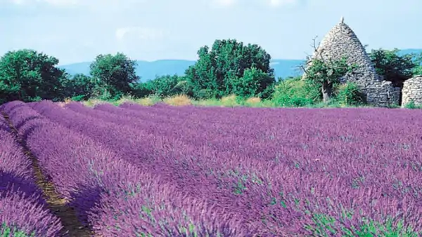 Upptäck Provence i Aix-en-Provence 
