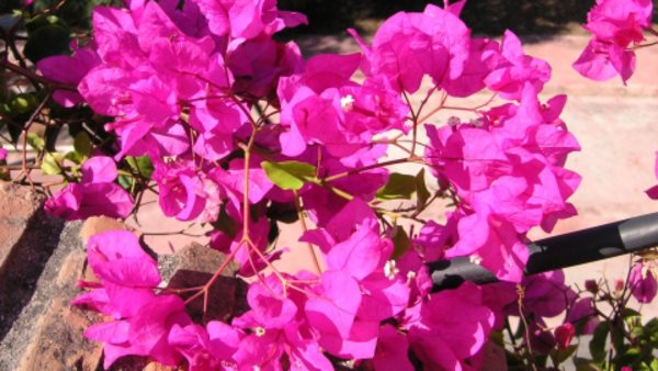 En blomrabatt med rosa blommor i Malaga dit vi har språkresor i spanska för vuxna
