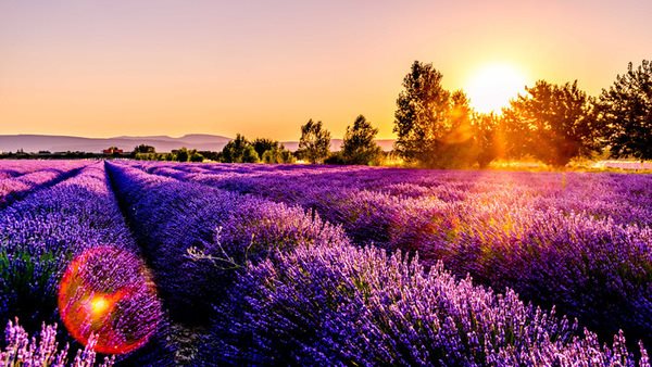 Lavendelfält i Provence