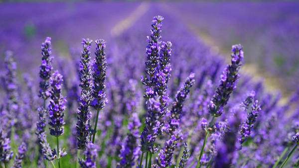 Lavendelfält i Provence