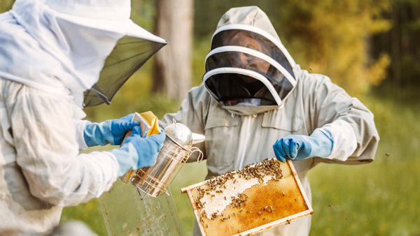 Två biodlare i skyddskläder hanterar en bikupa i trädgården.
