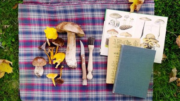 Kollage med svampar - Gå en höstkurs hos Folkuniversitetet