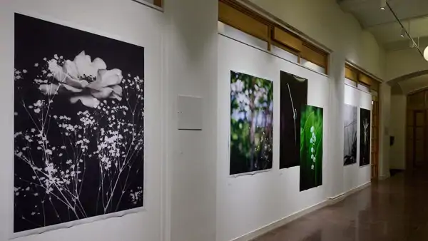 Fotografi av blommor på en utställningsvägg