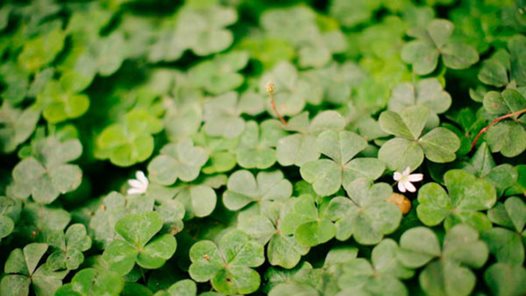 Kurser inom miljö och natur på Folkuniversitetet