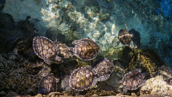 hitta språkresor för vuxna till playa del carmen mexiko och läs spanska på plats