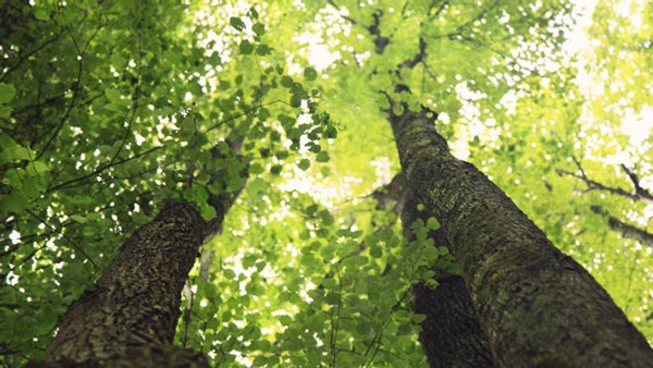 Två skira trädkronor snett underifrån