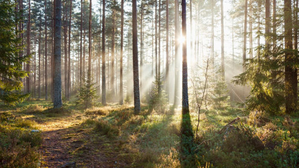 Skog i solnedgång, kurser och utbildningar på Folkuniversitetet i Ödeshög