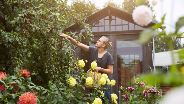 Man i trädgårdsmiljö som sköter om sina dahlior - Gå en sommarkurs hos Folkuniversitetet
