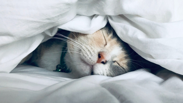 Katt sover