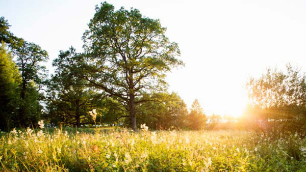 Swedish courses in Gothenburg in July