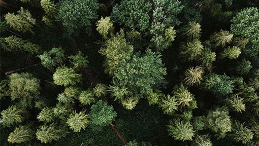 flygbild över en grön skog