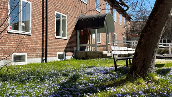 Det blommar framför huvudbyggnaden på Folkuniversitetet i Umeå