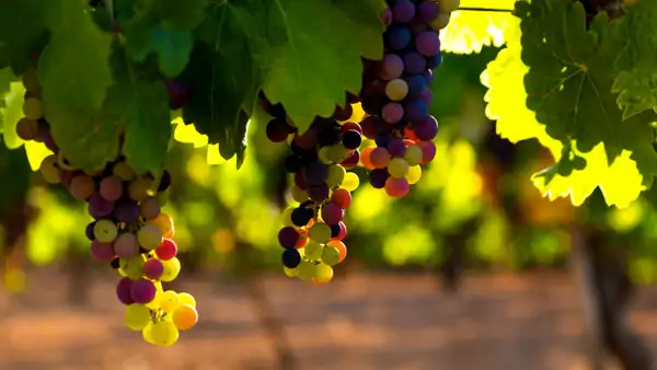 Franska & vin i Bordeaux