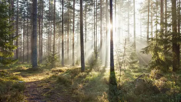 Solen lyser genom träden i skogen.