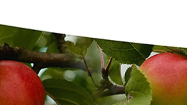 En grupp &auml;pplen som h&auml;nger fr&aring;n ett tr&auml;d.