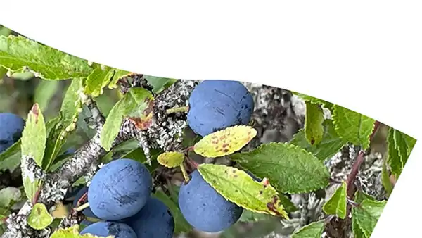 Slånbär