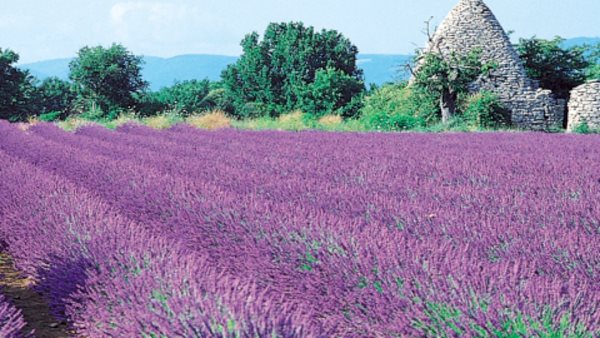 Ett lavendelfält i air en provence dit du kan åka på språkkurs för vuxna och läsa franska