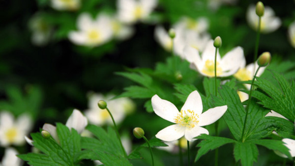 Spring wild flowers wood anemones close up