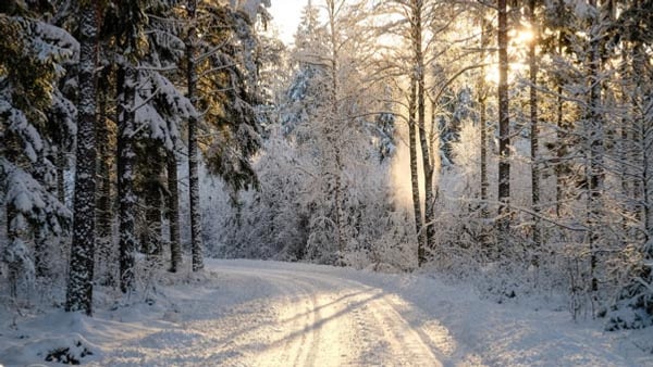 En snöig väg i skogen
