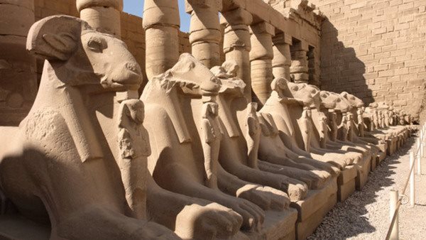 sunny illuminated scenery with lots of sphinxes at the Precinct of Amun-Re in Egypt (Africa)