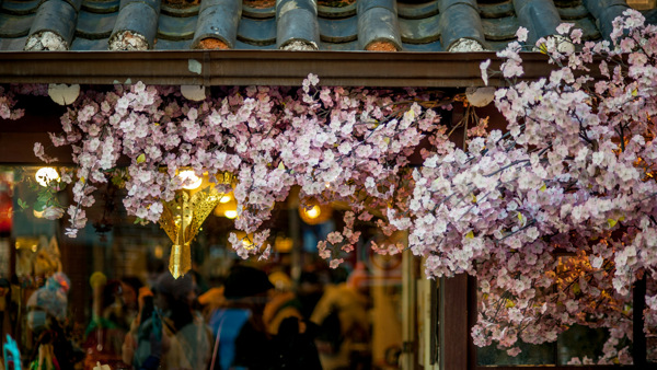 körsbärsblommor i förgrunden i Seoul i Sydkorea