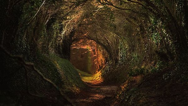 Ljus i en tunnel i en mörk skog