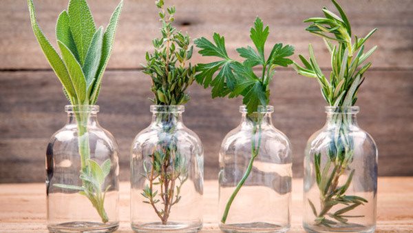 Bottle of essential oil with herbs rosemary, sage,parsley  and thyme  set up on old wooden background .