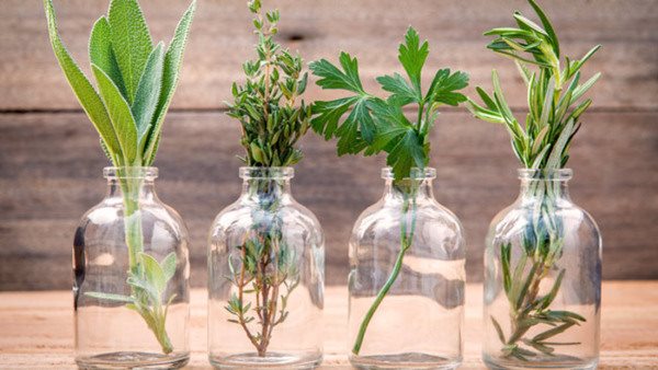 Bottle of essential oil with herbs rosemary, sage,parsley and thyme set up on old wooden background .