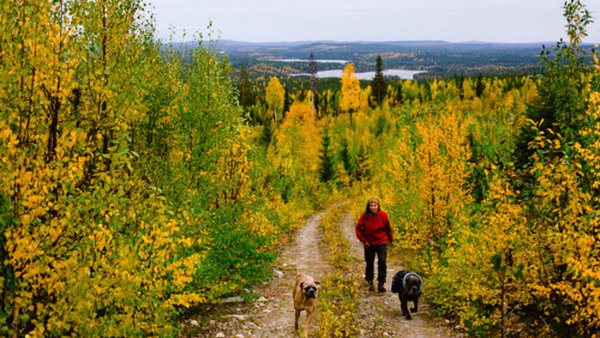 Kursdeltagare inom medicin som promenerar i skogen med sina hundar