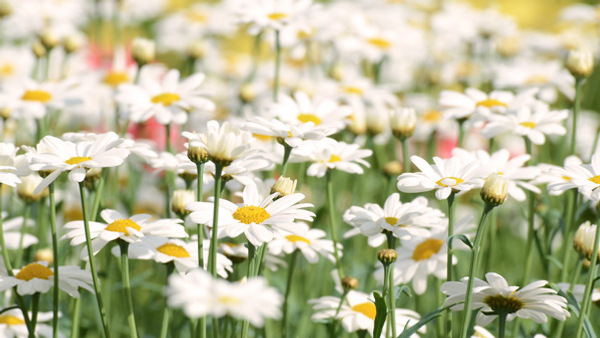 Fält med blommor